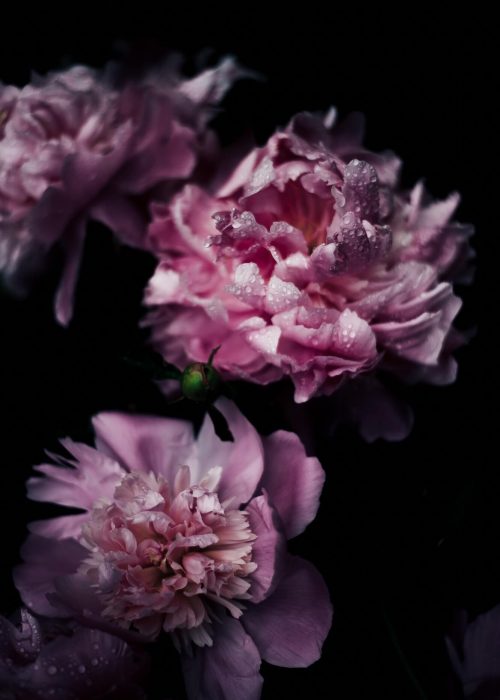 annie-spratt-nP1EL_8dLc4-unsplash